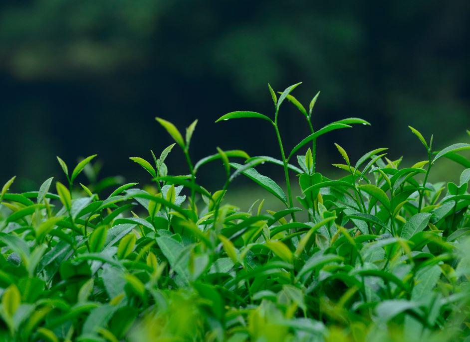 一个茶叶罐里的“三去一降”经济学